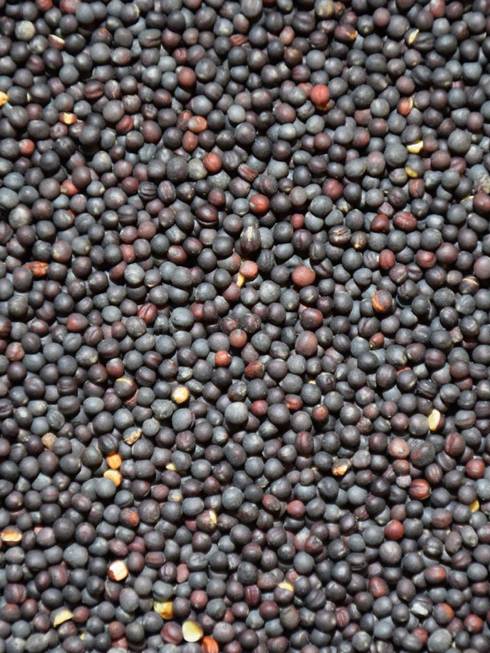 Rapeseed